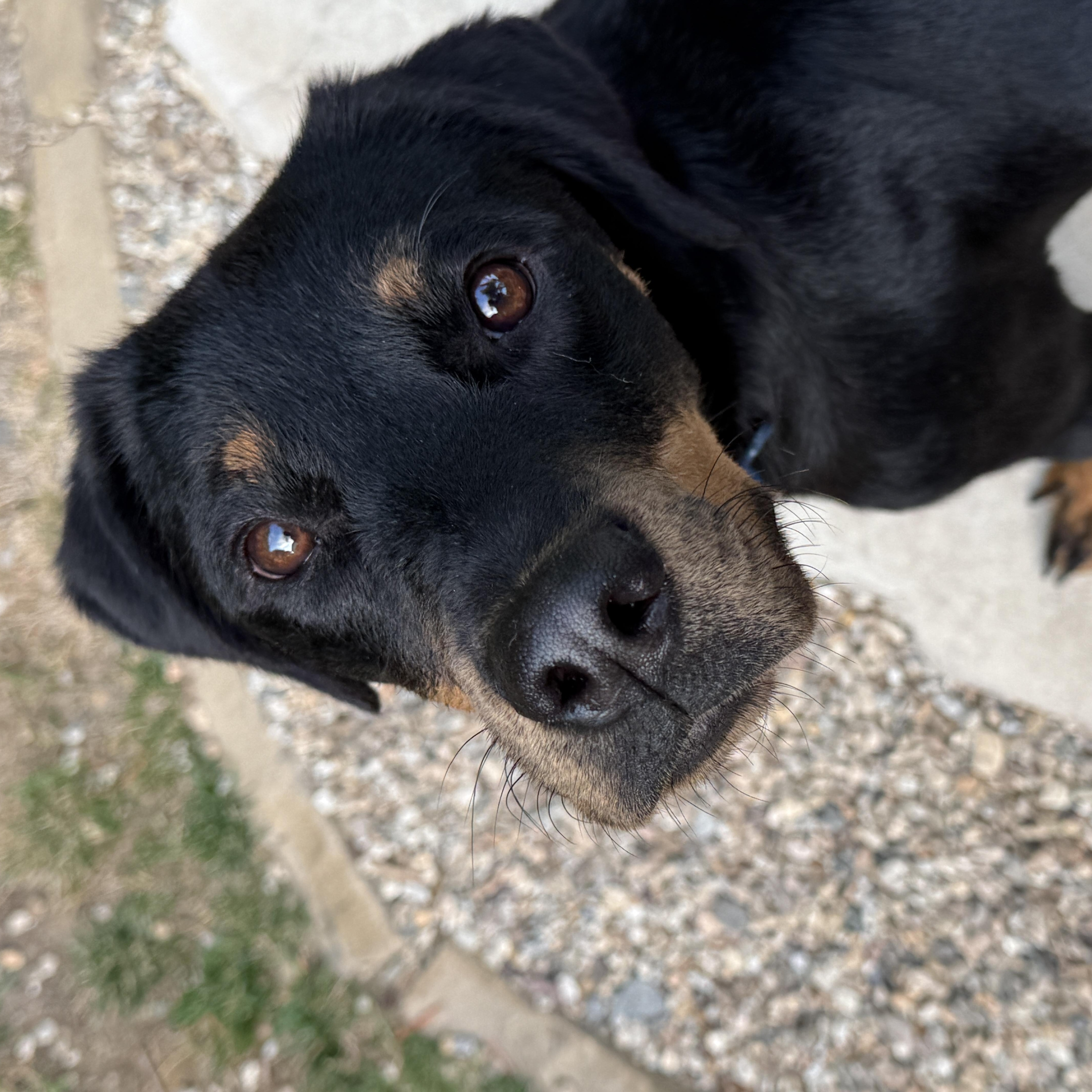 Enlarge Angel, a Adopted mixed breed in Marina del Rey, CA image 4/4