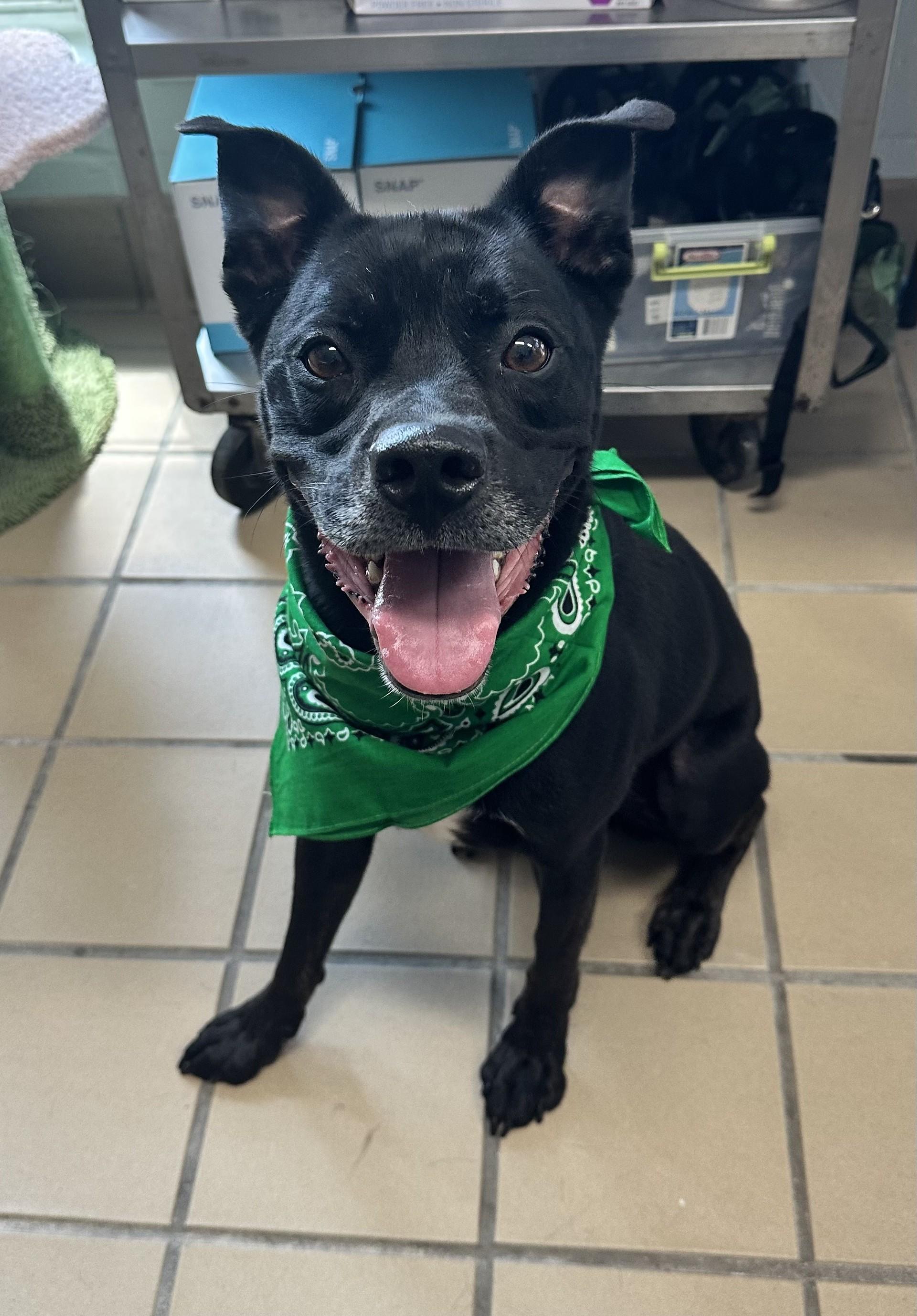 Enlarge Obi, a Adoptable mixed breed in Lufkin, TX image 2/2