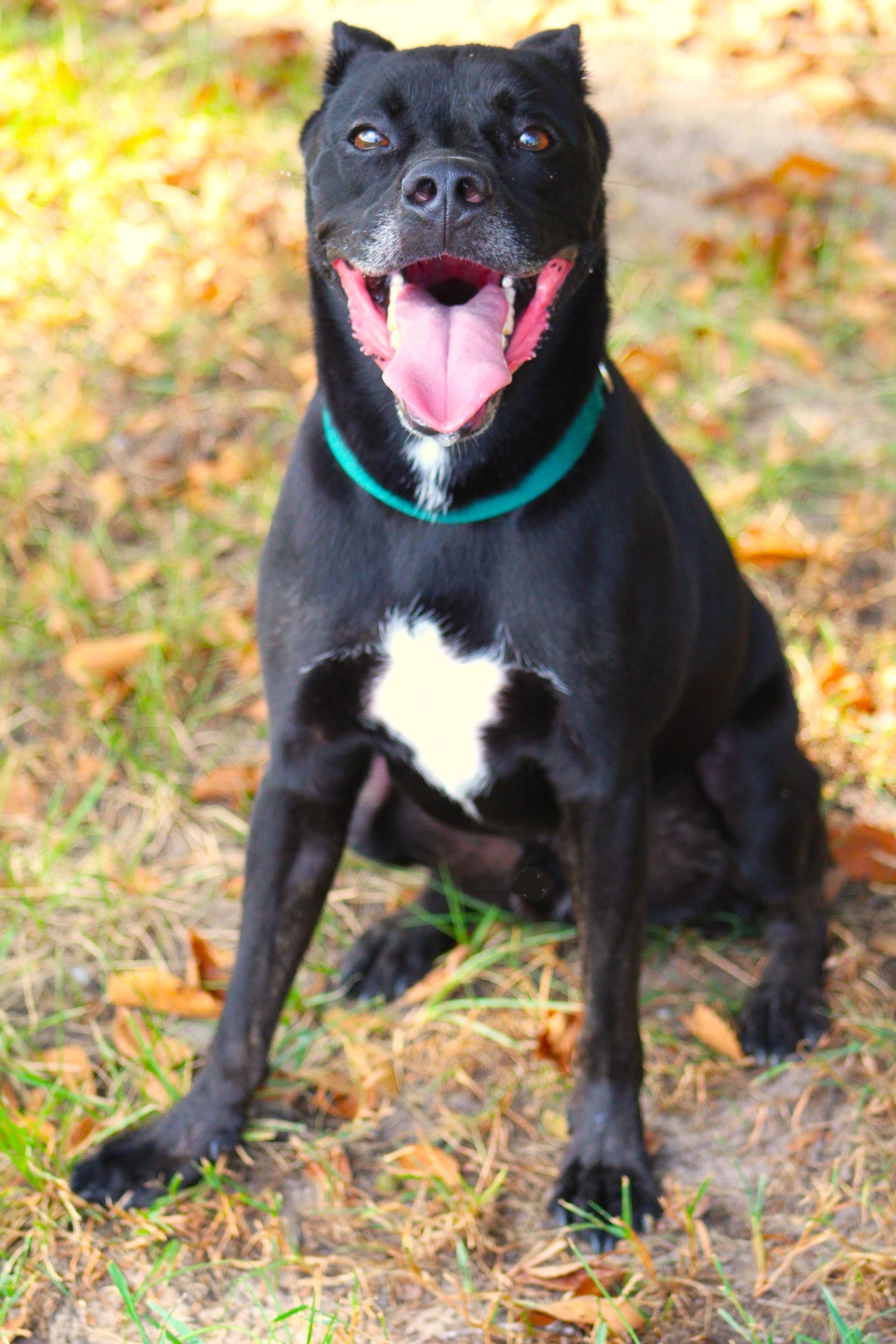 Enlarge Obi, a Adoptable mixed breed in Lufkin, TX image 1/2