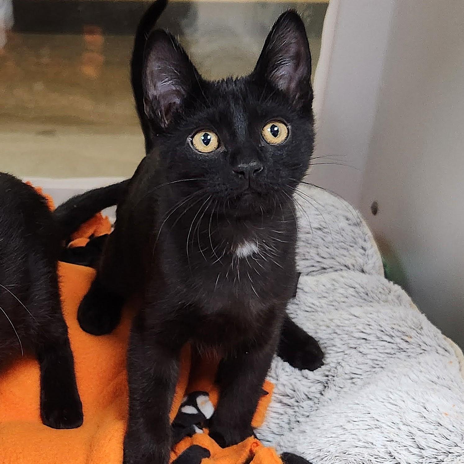 Plenty, a Adoptable Domestic Short Hair in Marshfield, WI image 2/4