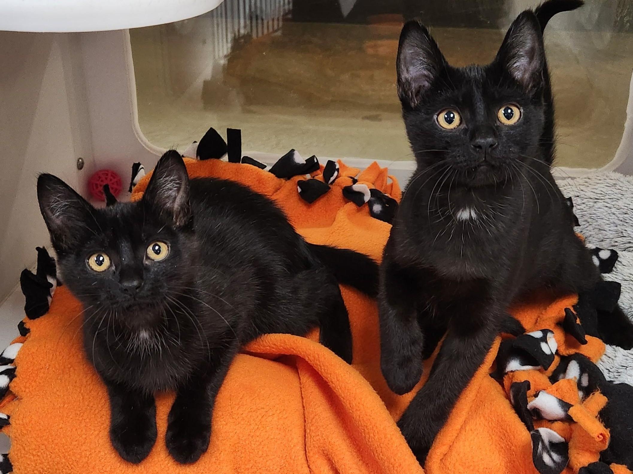 Plenty, a Adoptable Domestic Short Hair in Marshfield, WI image 3/4