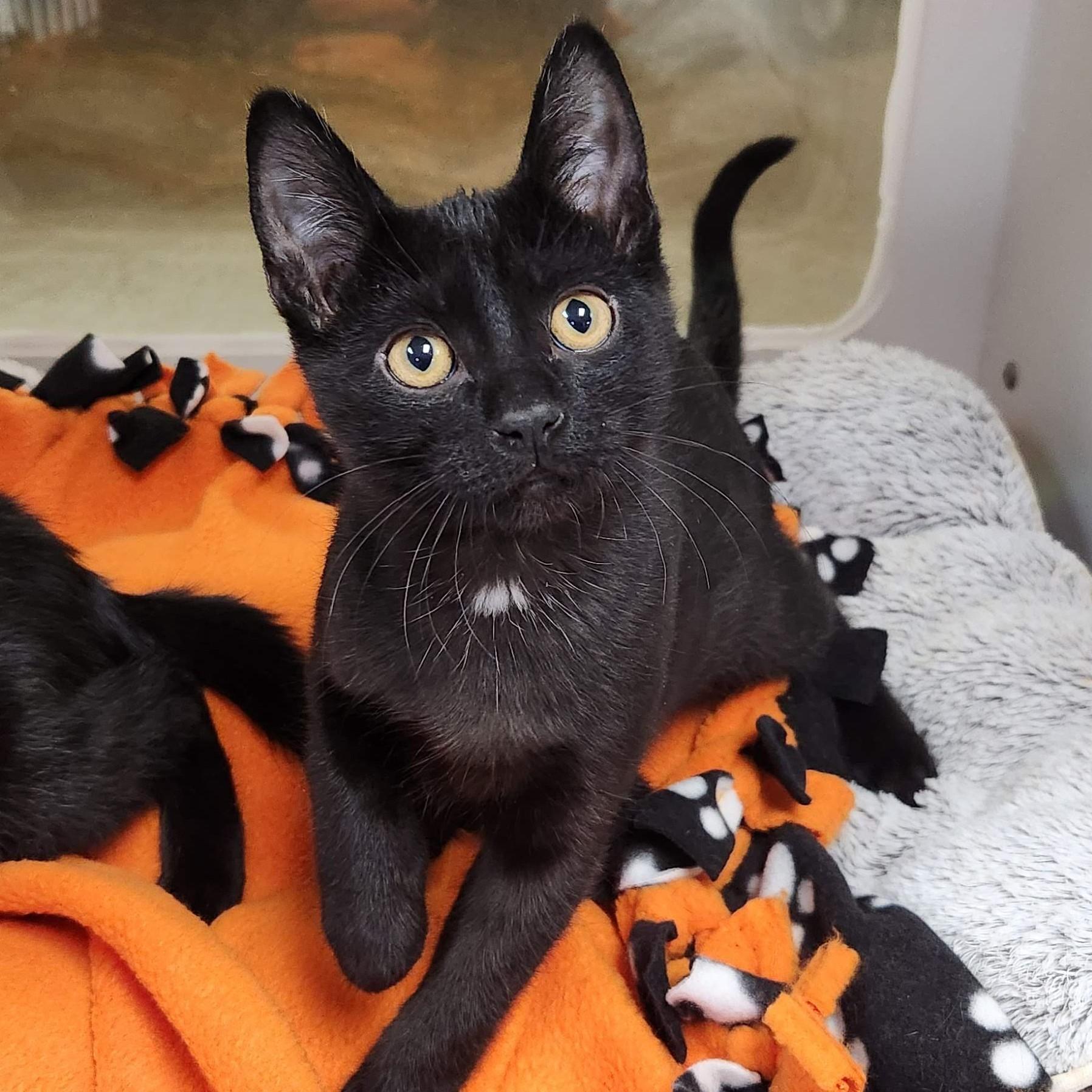 Plenty, Adoptable, Kitten Male Domestic Short Hair.