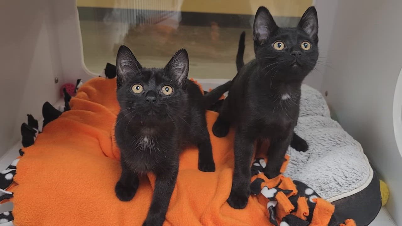 Enlarge Plenty, a Adoptable Domestic Short Hair in Marshfield, WI video 4/4