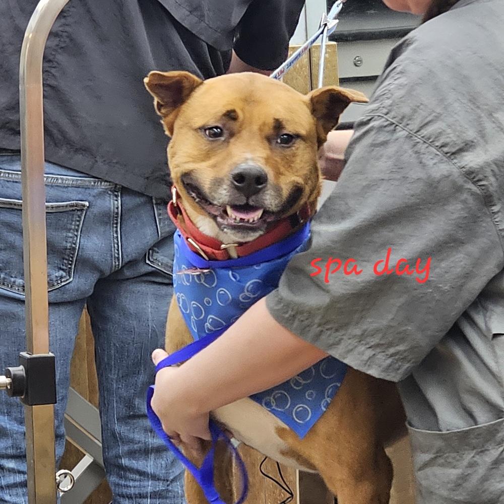 Kirby, Adoptable, Adult Male Terrier.