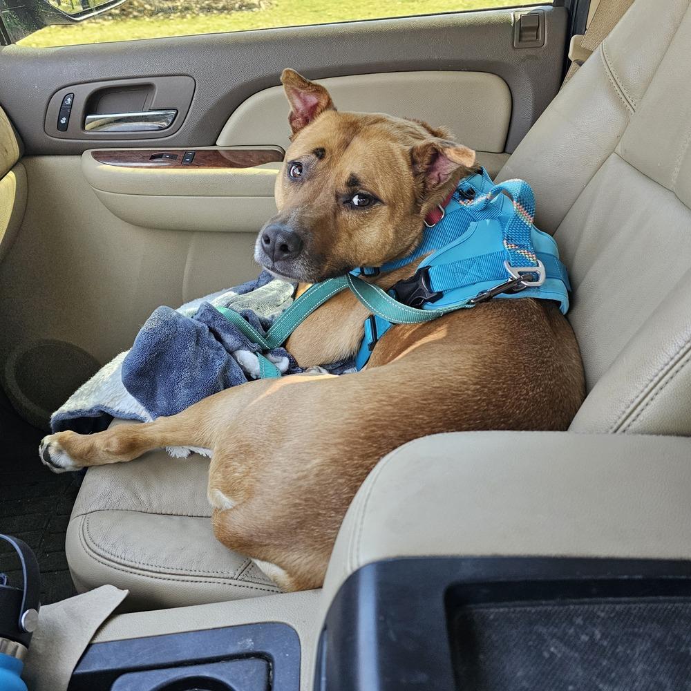 Kirby, a Adoptable mixed breed in South Bend, IN image 2/6