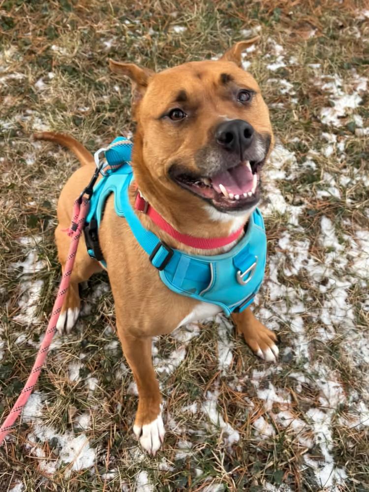 Kirby, a Adoptable mixed breed in South Bend, IN image 3/6
