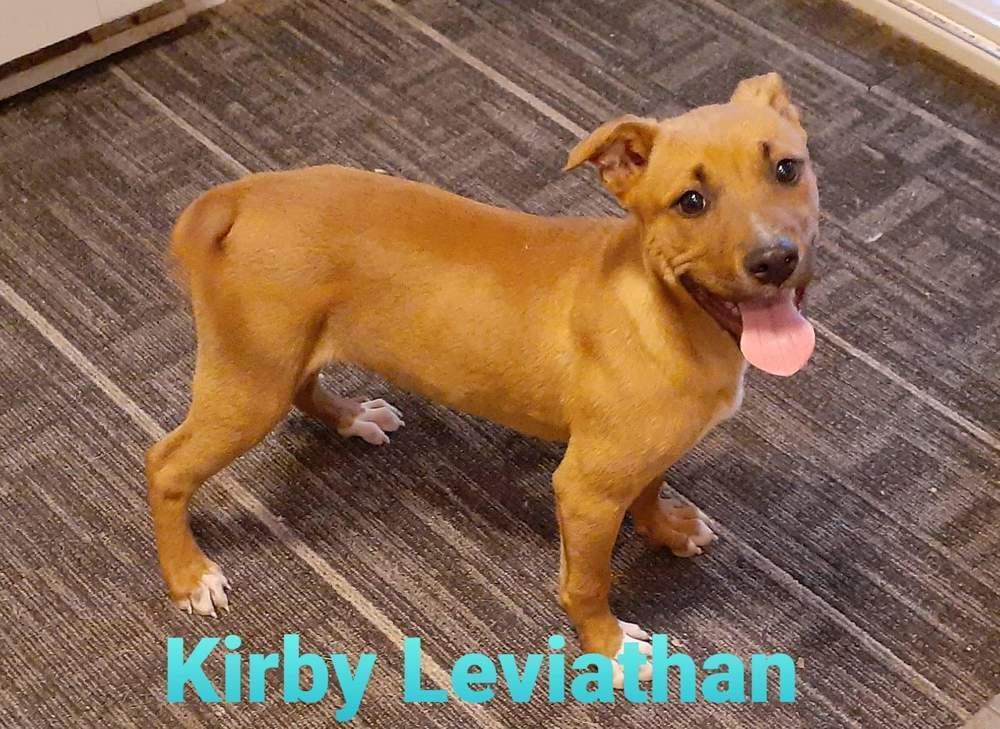 Kirby, a Adoptable mixed breed in South Bend, IN image 4/6