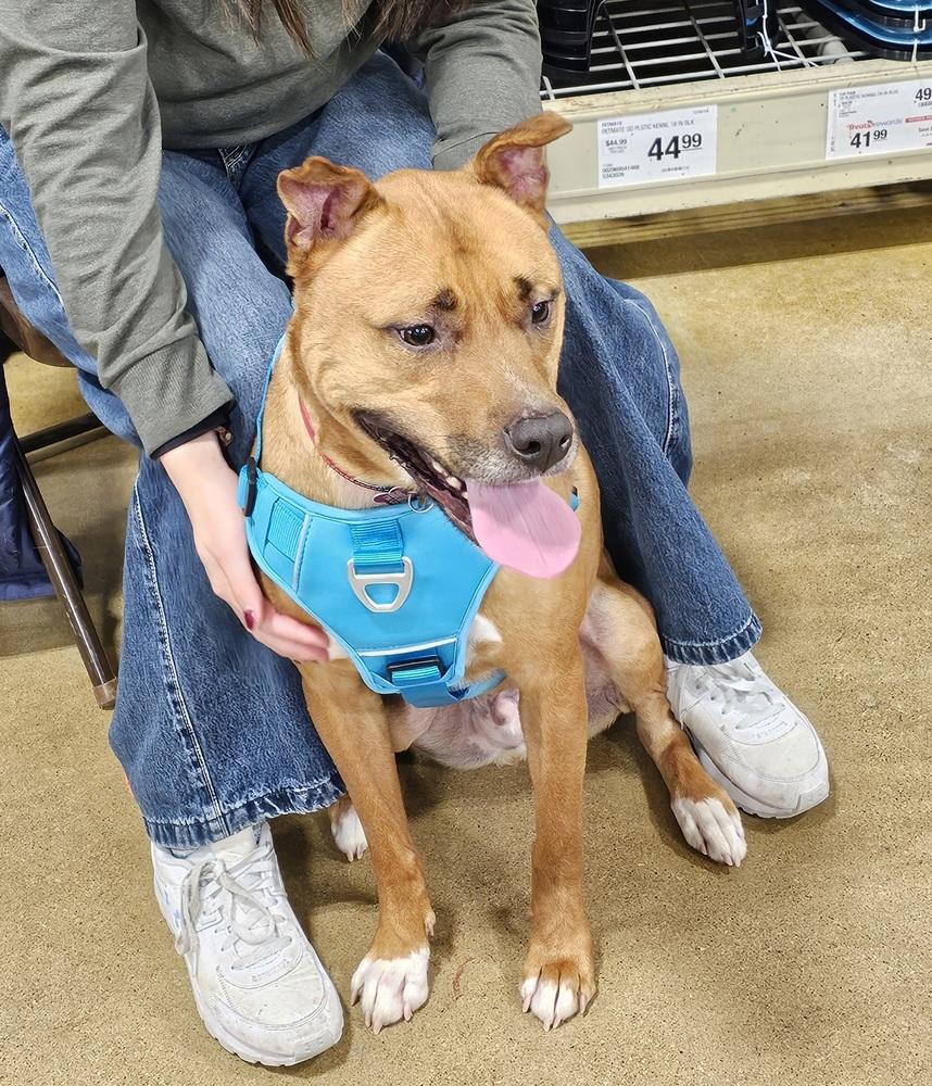Kirby, a Adoptable mixed breed in South Bend, IN image 5/6