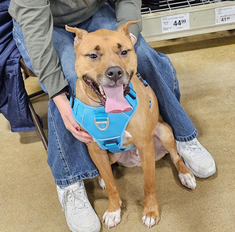 Kirby, a Adoptable mixed breed in South Bend, IN image 6/6