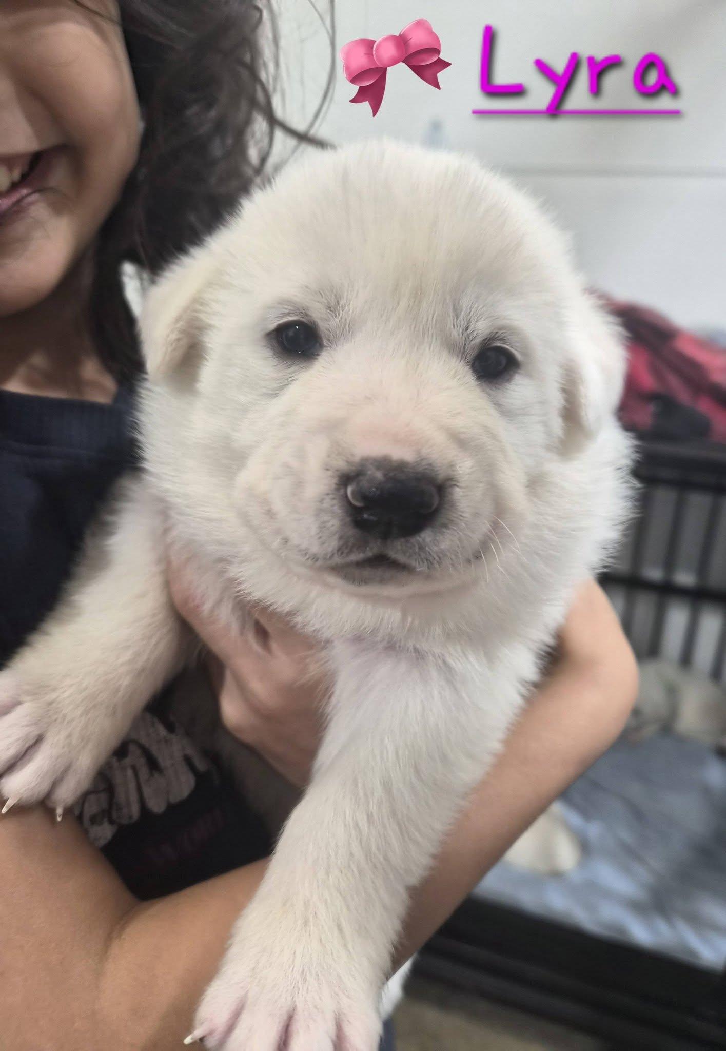 Lyra, adopted, Puppy Female Great Pyrenees.