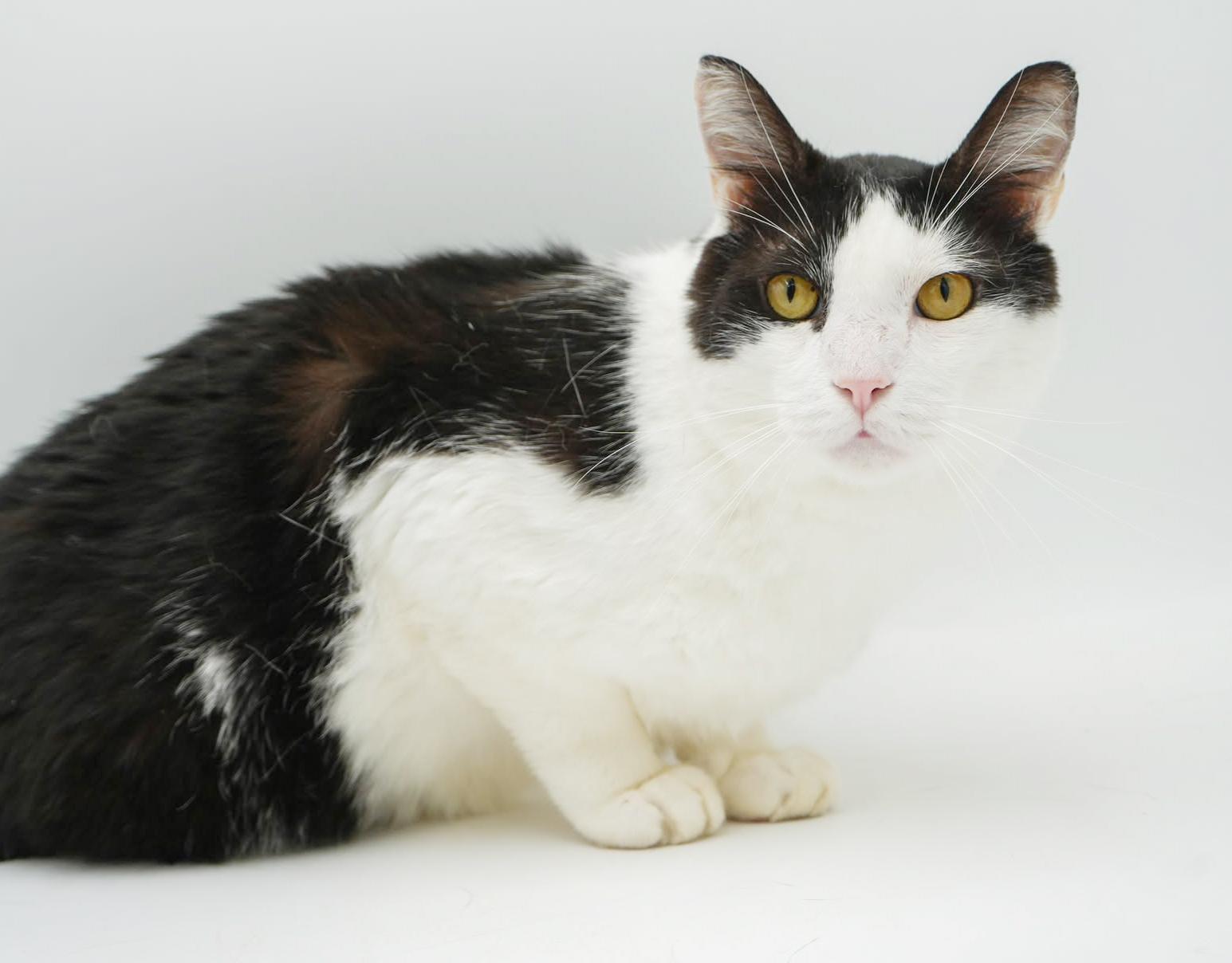 Stilts! TRIPOD with an epic name but an even more epic heart! VIDEO!! THERAPY CAT LOVER