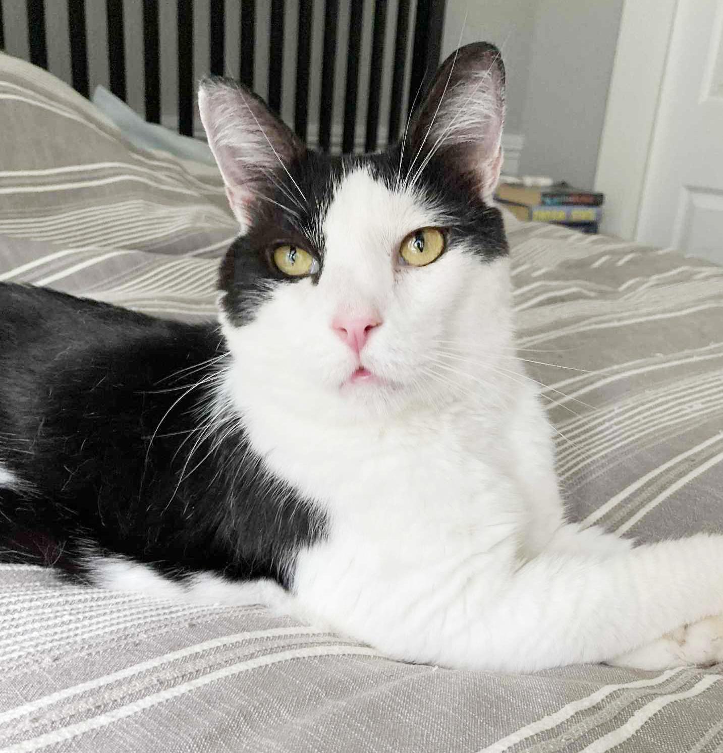 Stilts! TRIPOD with an epic name but an even more epic heart! VIDEO!! THERAPY CAT LOVER