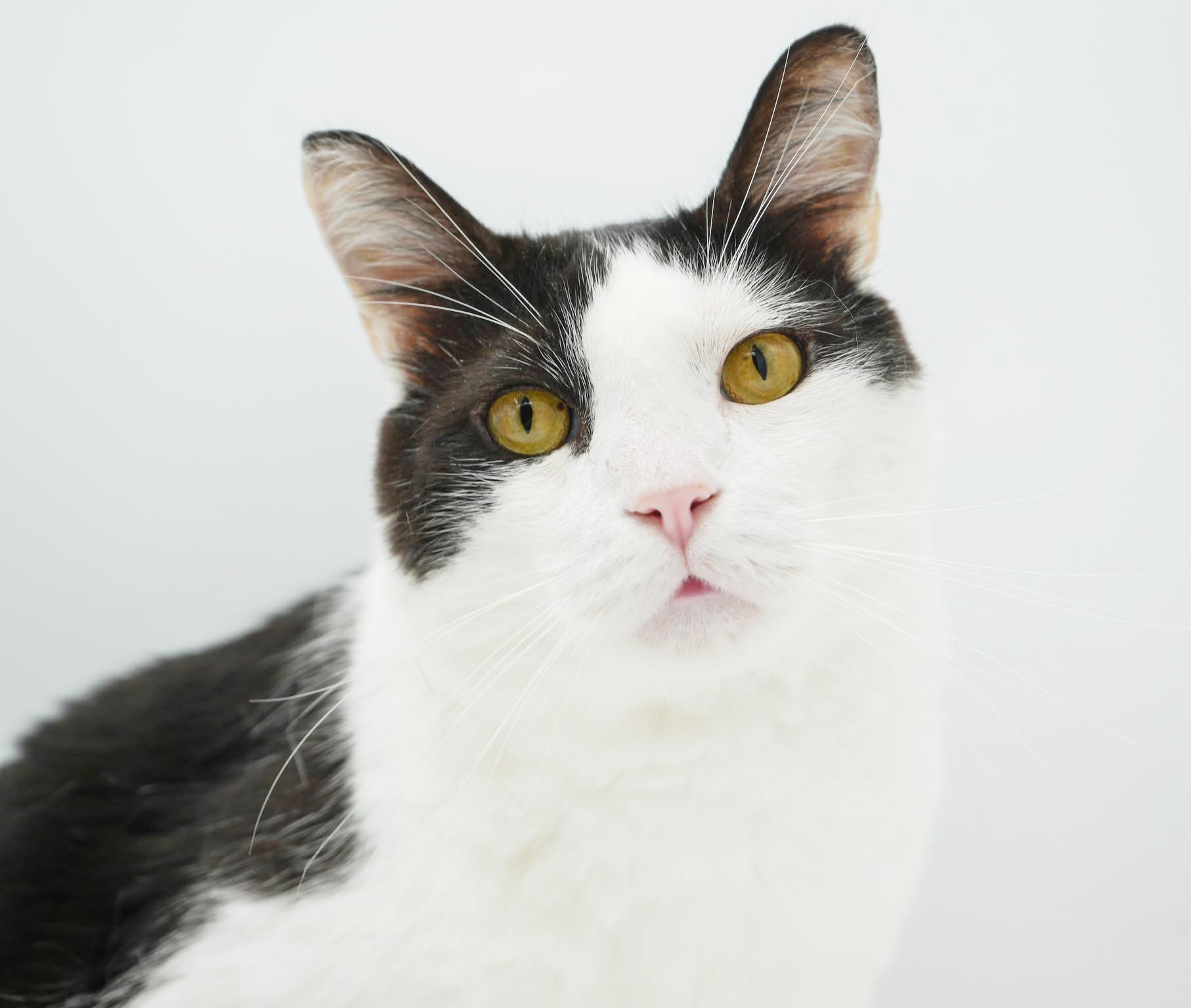 Stilts! TRIPOD with an epic name but an even more epic heart! VIDEO!! THERAPY CAT LOVER