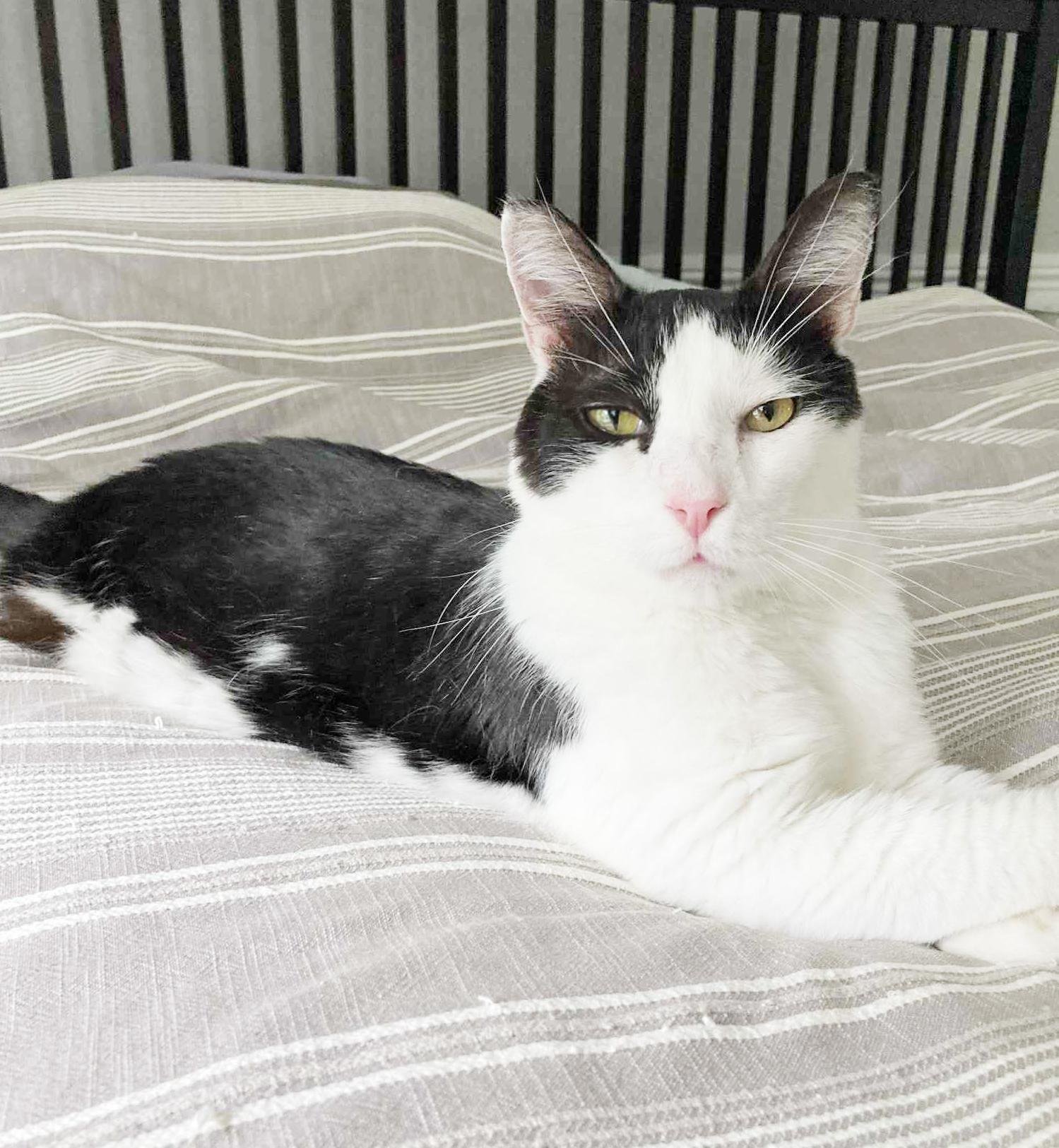Stilts! TRIPOD with an epic name but an even more epic heart! VIDEO!! THERAPY CAT LOVER