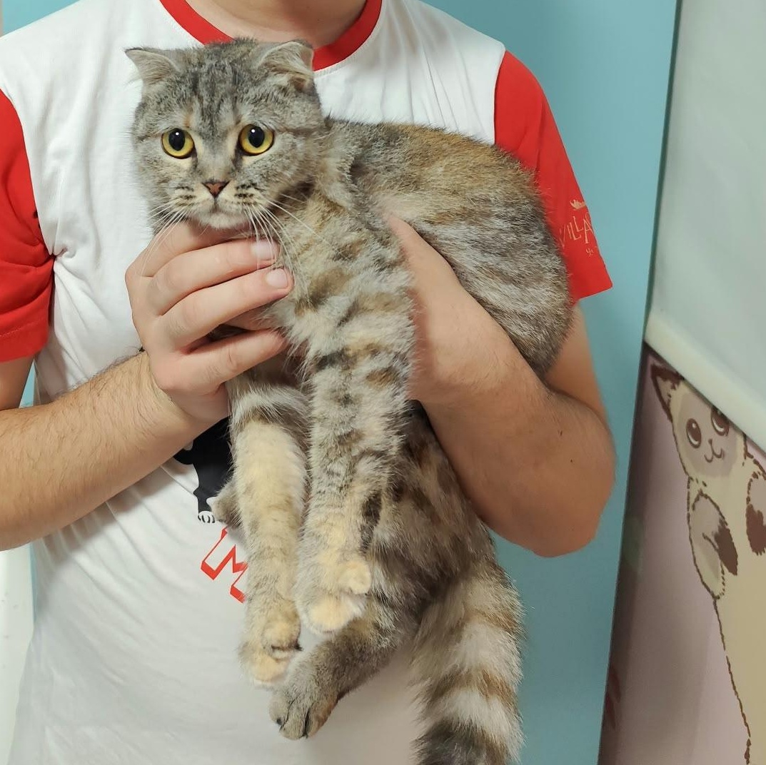 Enlarge Pippa, a Adoptable Scottish Fold in Waltham, MA image 1/1