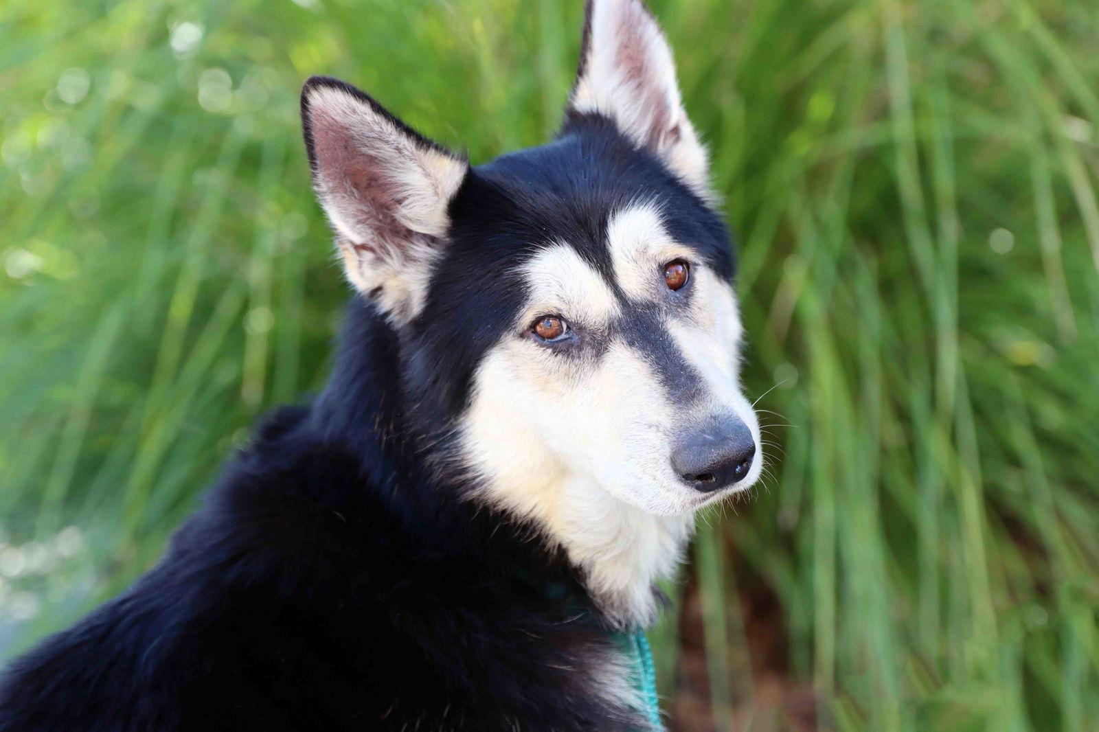 Enlarge Milton, a Adoptable Siberian Husky in Walnut Creek, CA image 1/3