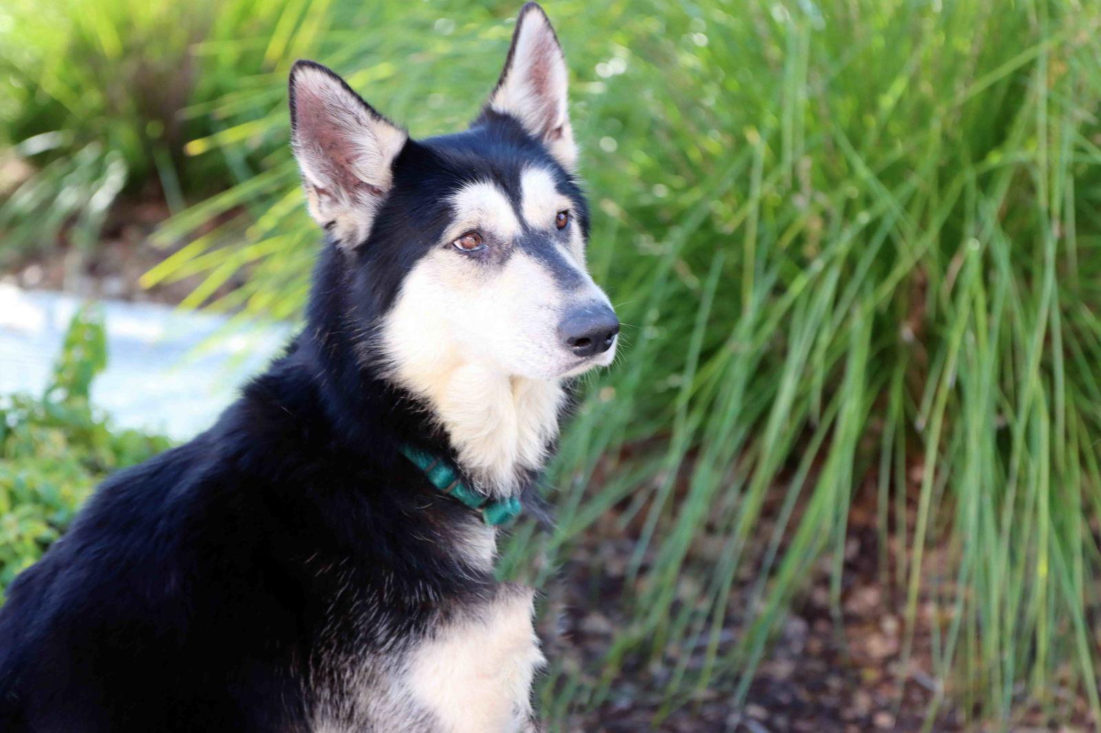 Enlarge Milton, a Adoptable Siberian Husky in Walnut Creek, CA image 2/3
