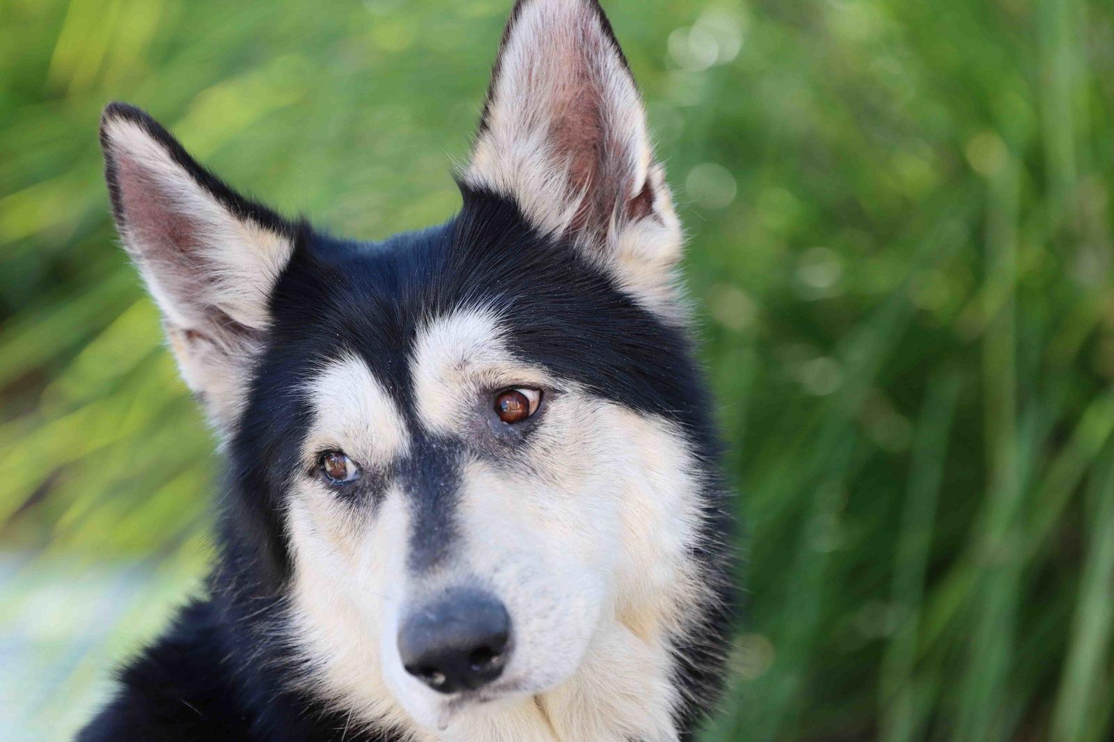 Enlarge Milton, a Adoptable Siberian Husky in Walnut Creek, CA image 3/3
