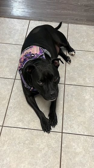Enlarge Guapo, a Adopted mixed breed in Winter Park, FL image 3/6
