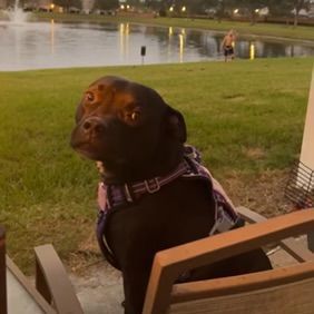 Enlarge Guapo, a Adopted mixed breed in Winter Park, FL image 4/6