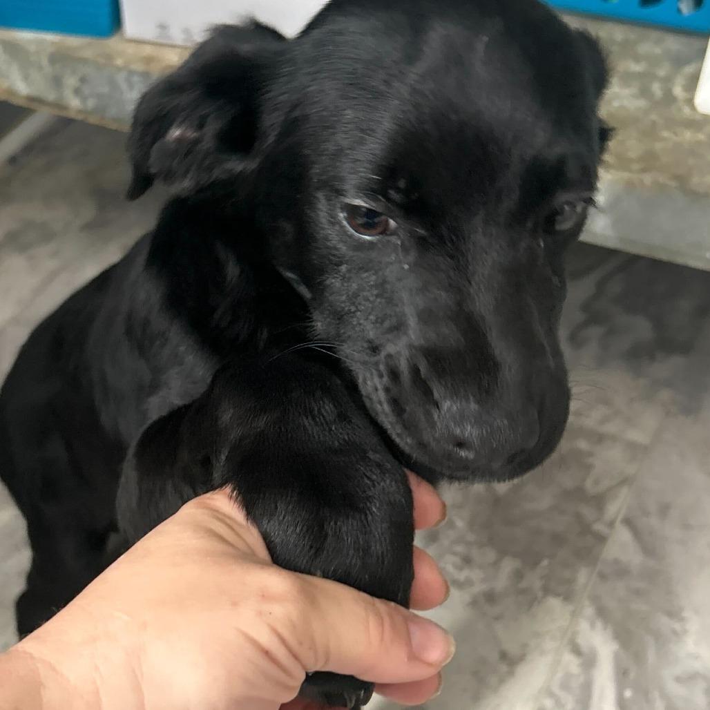 Crowley, Adoptable, Puppy Male Mixed Breed.