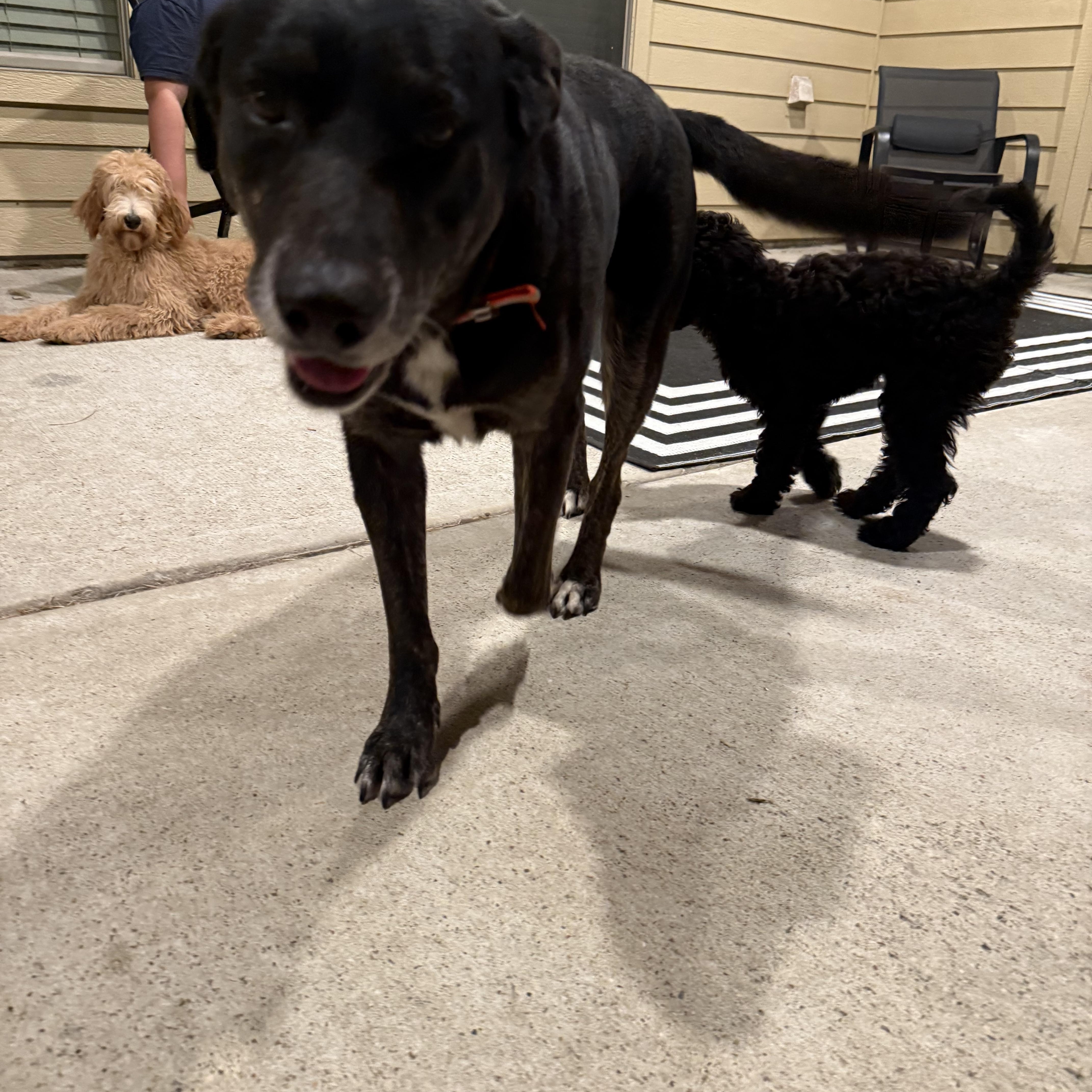 Nicholas, a Adoptable mixed breed in Spring, TX image 2/4