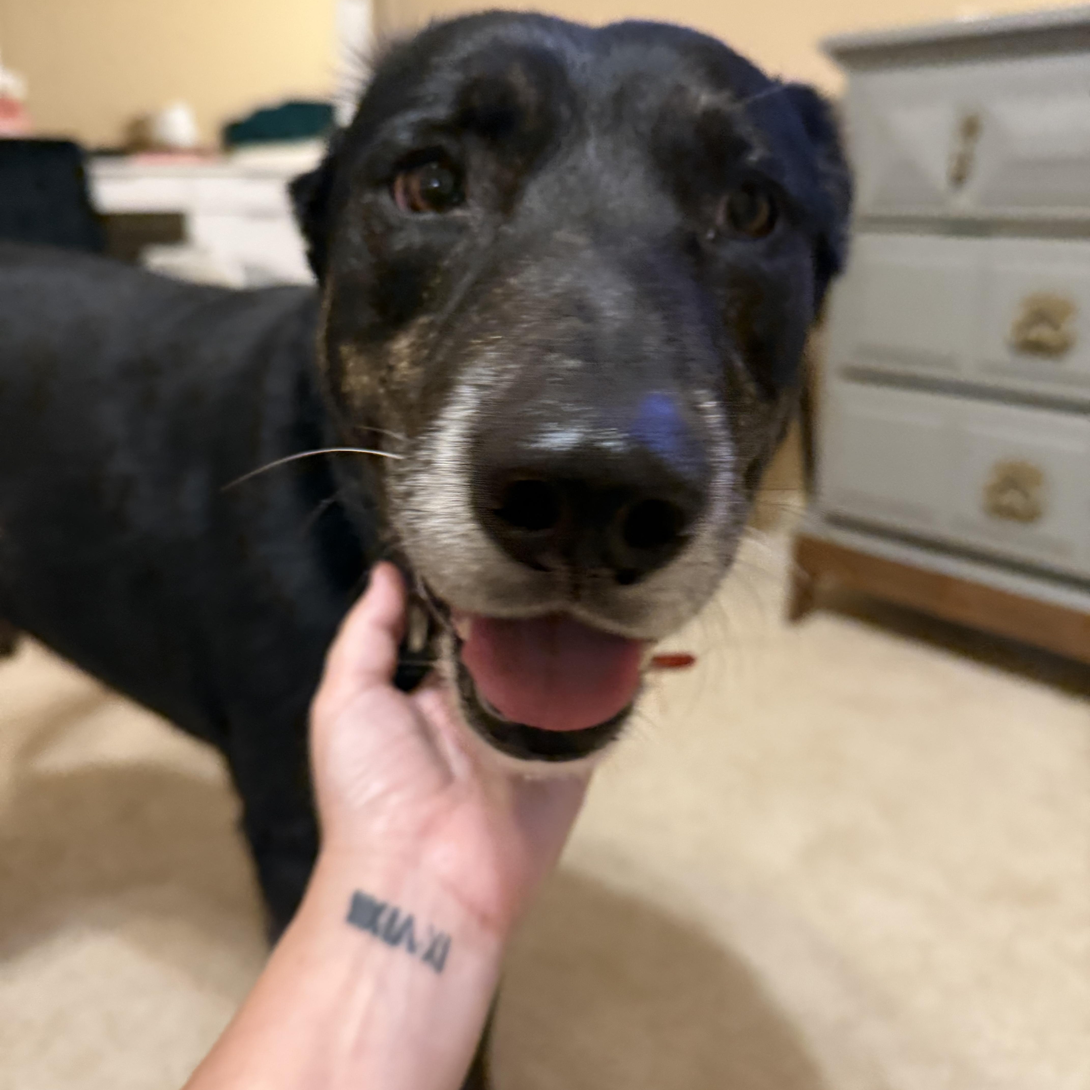 Nicholas, a Adoptable mixed breed in Spring, TX image 4/4