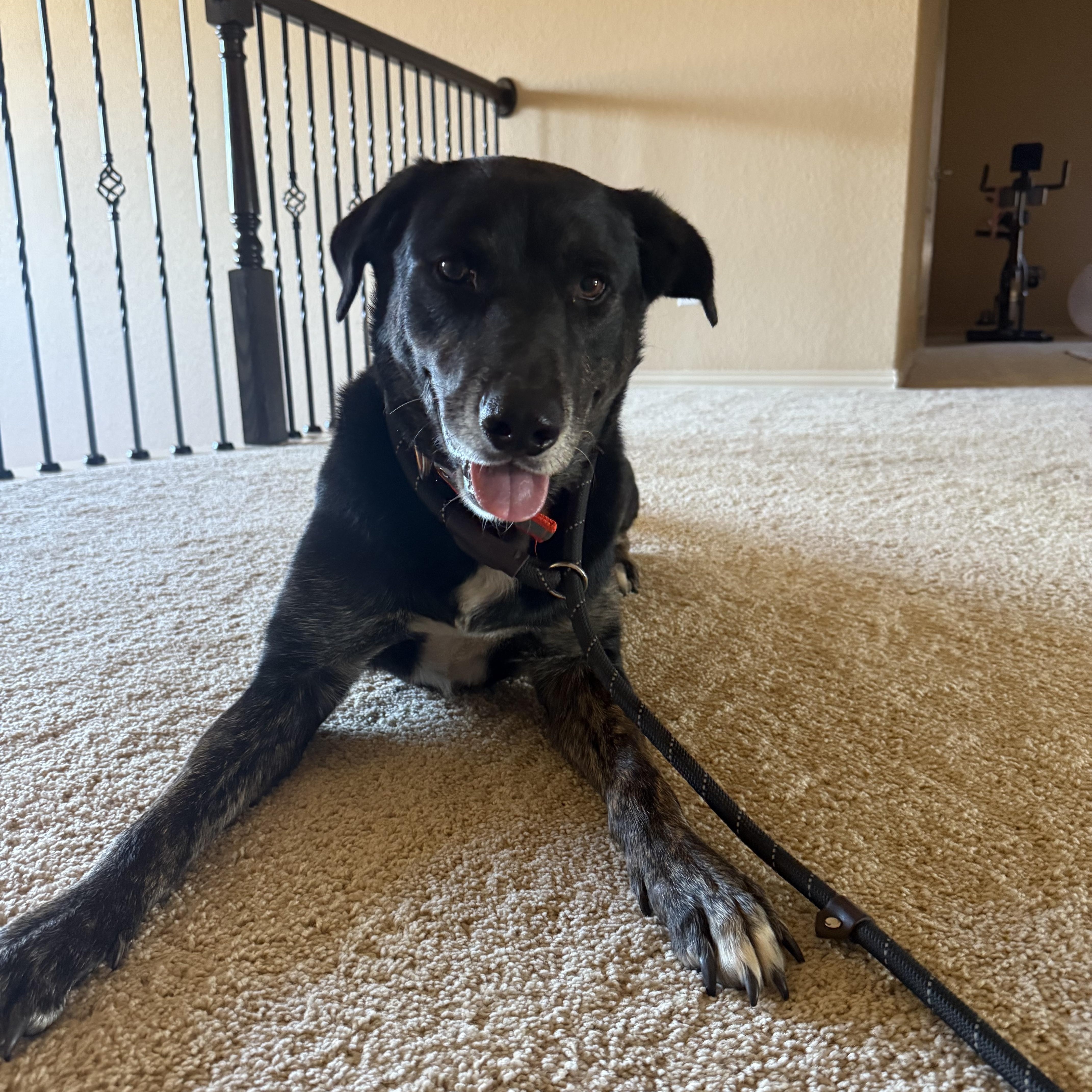 Nicholas, Adoptable, Senior Male Labrador Retriever.