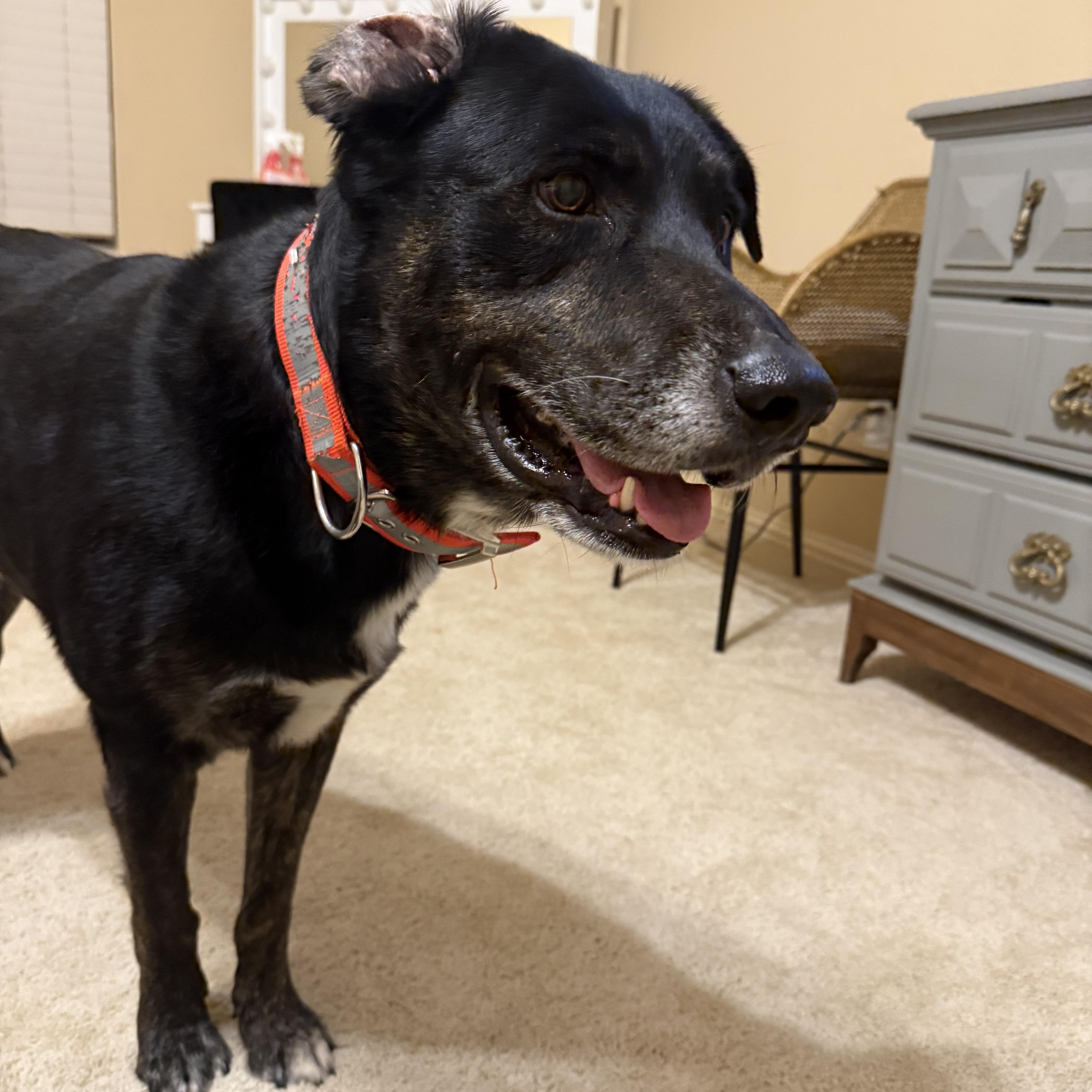 Nicholas, a Adoptable mixed breed in Spring, TX image 3/4