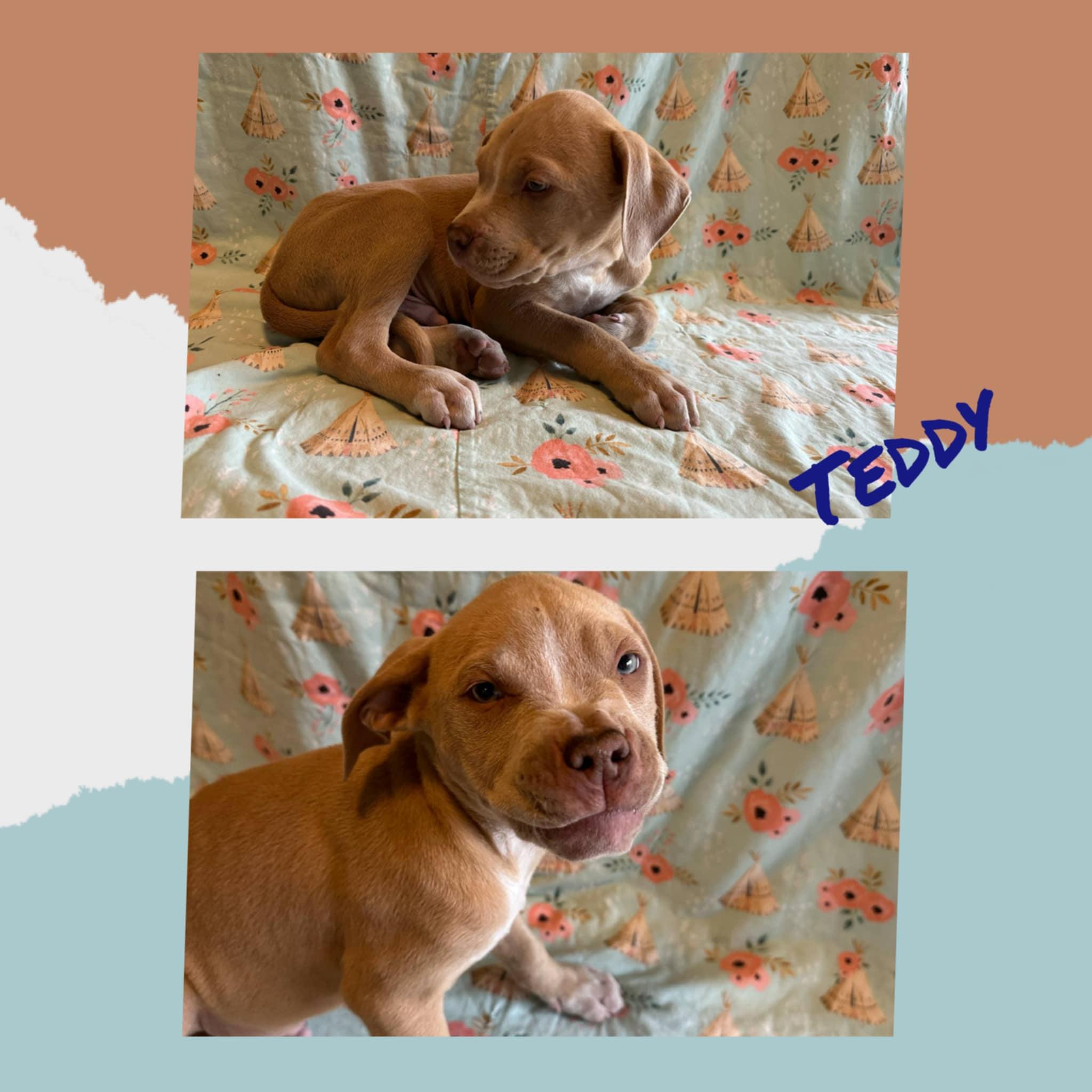 Teddy, Young Male Pit Bull Terrier