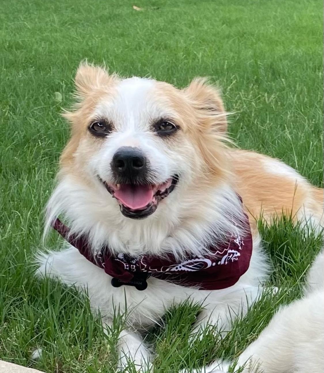 Cooper & Milo, adoptable, Adult Male Corgi.