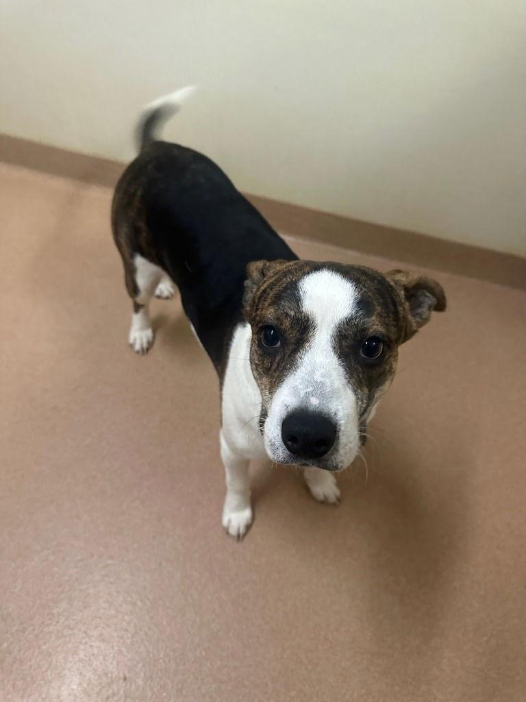 Enlarge Little Man, a Adoptable mixed breed in Lovingston, VA image 1/1