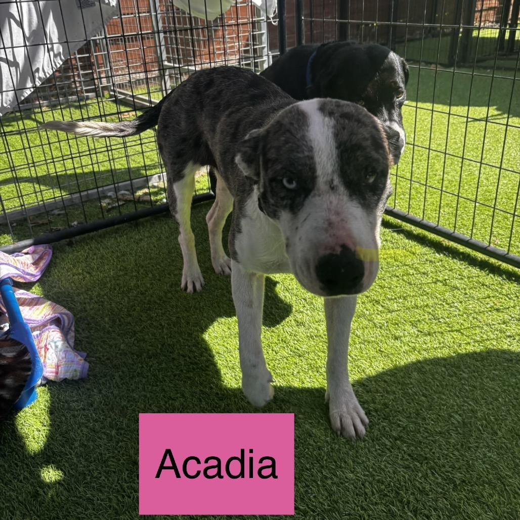 Enlarge Acadia HW+, a Adoptable Australian Shepherd in Tampa, FL image 1/6