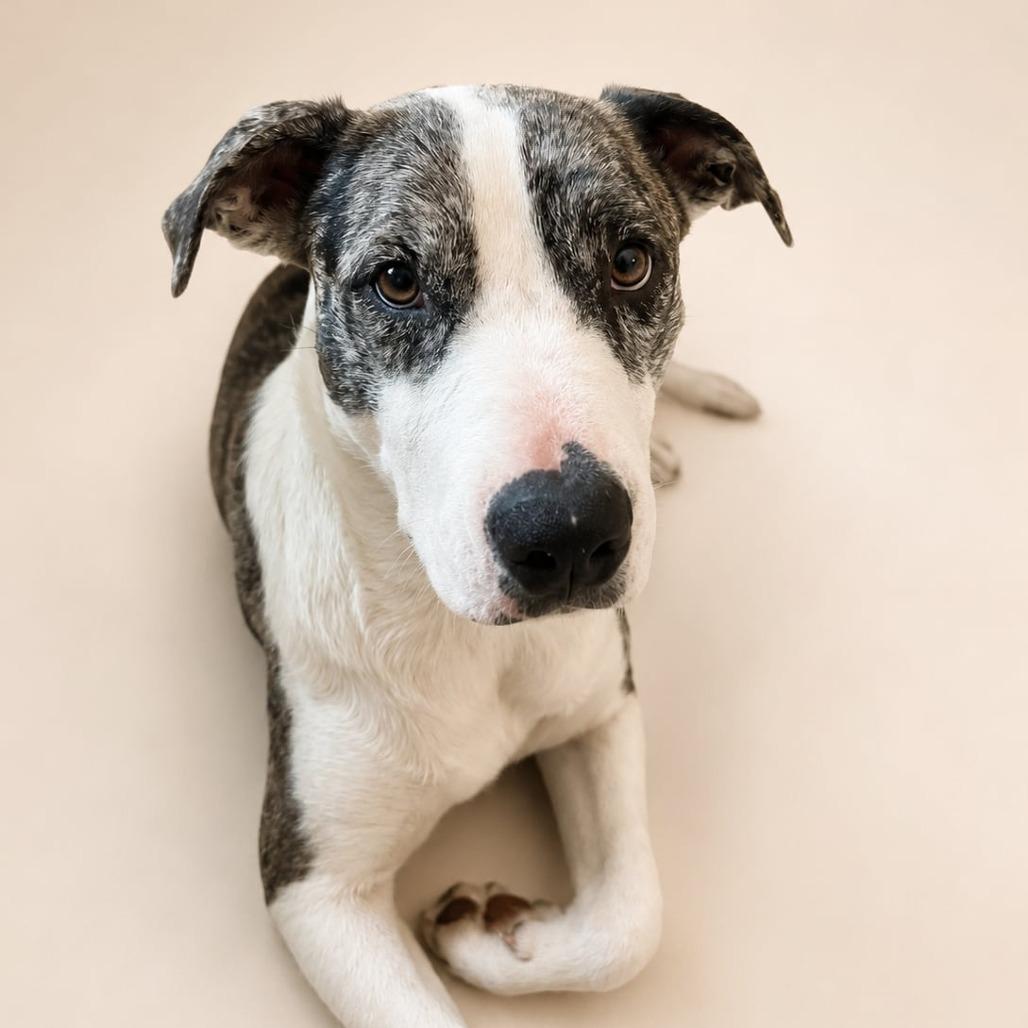 Enlarge Acadia HW+, a Adoptable Australian Shepherd in Tampa, FL image 2/6