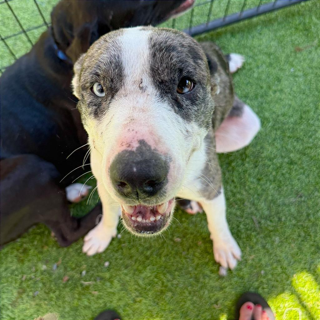 Enlarge Acadia HW+, a Adoptable Australian Shepherd in Tampa, FL image 3/6