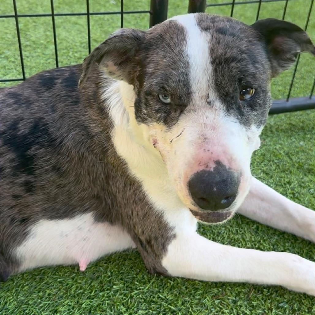 Enlarge Acadia HW+, a Adoptable Australian Shepherd in Tampa, FL image 4/6