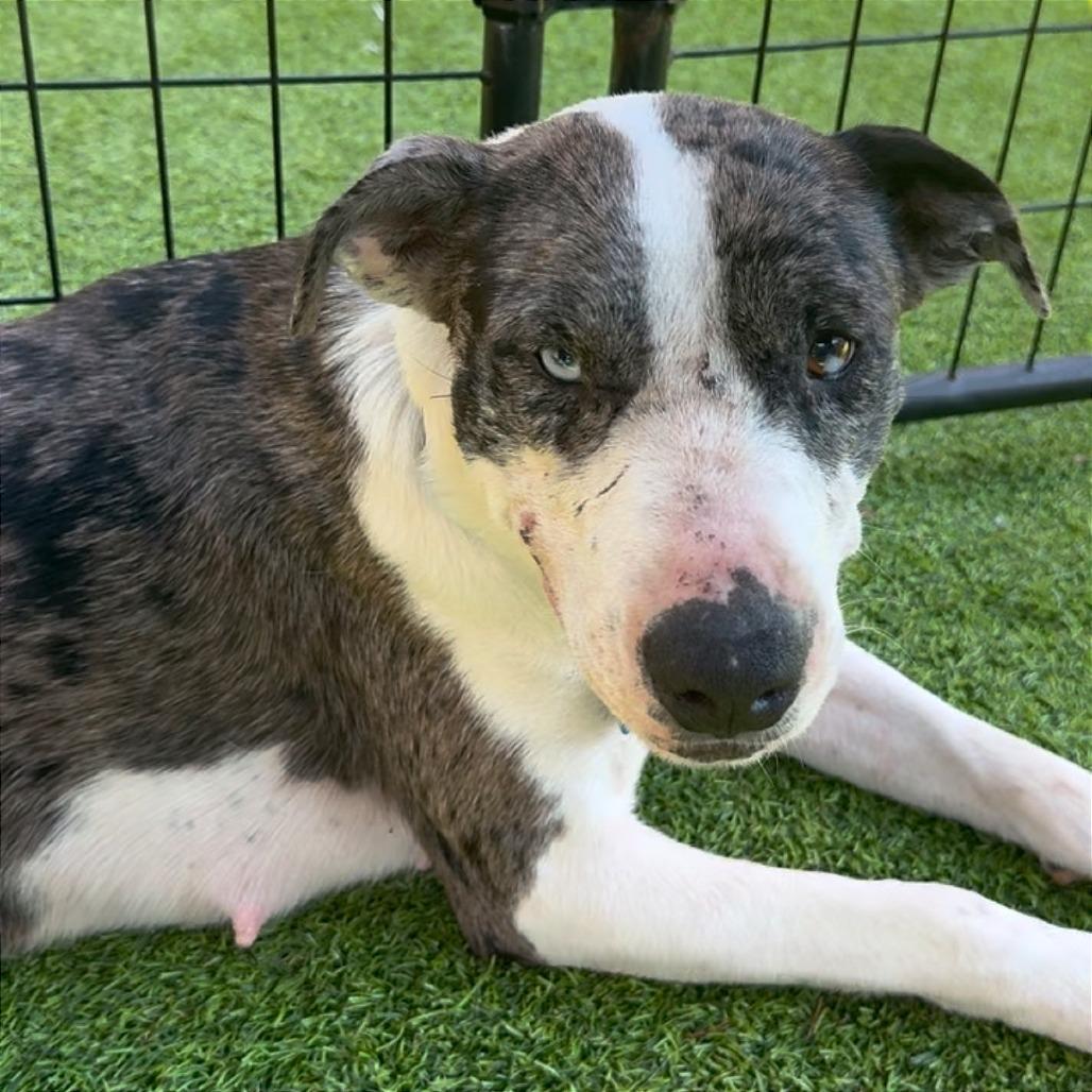 Enlarge Acadia HW+, a Adoptable Australian Shepherd in Tampa, FL image 5/6