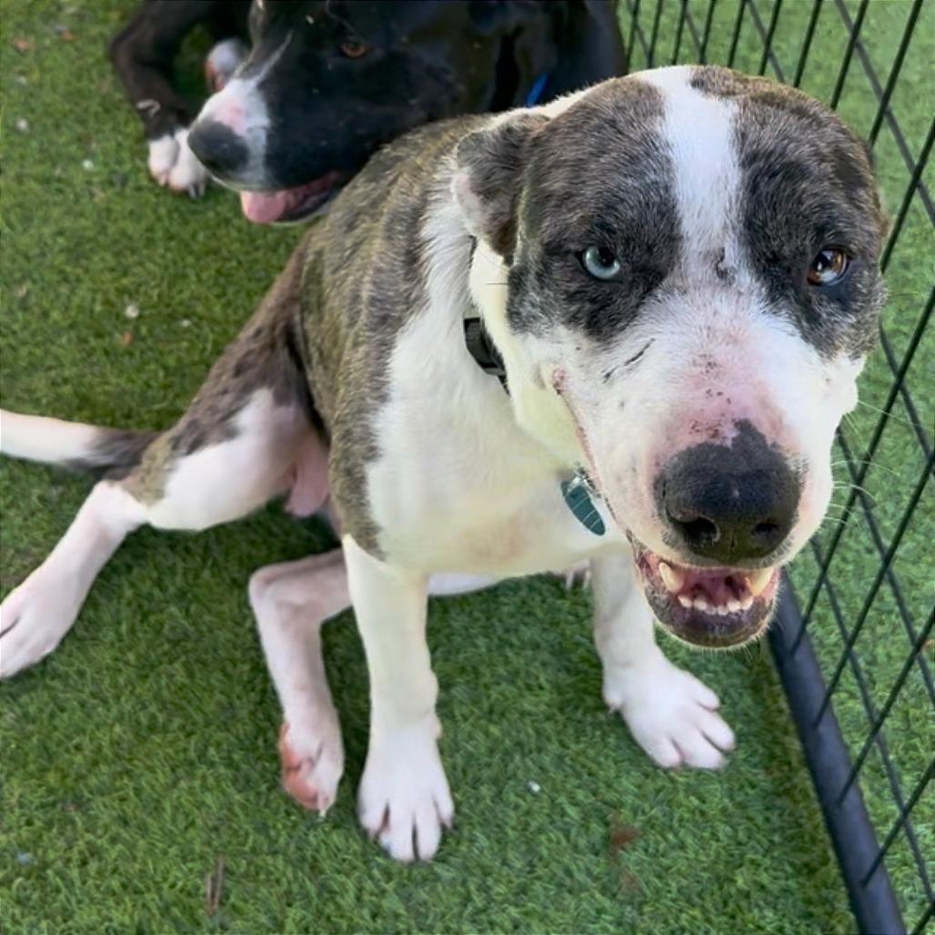 Enlarge Acadia HW+, a Adoptable Australian Shepherd in Tampa, FL image 6/6