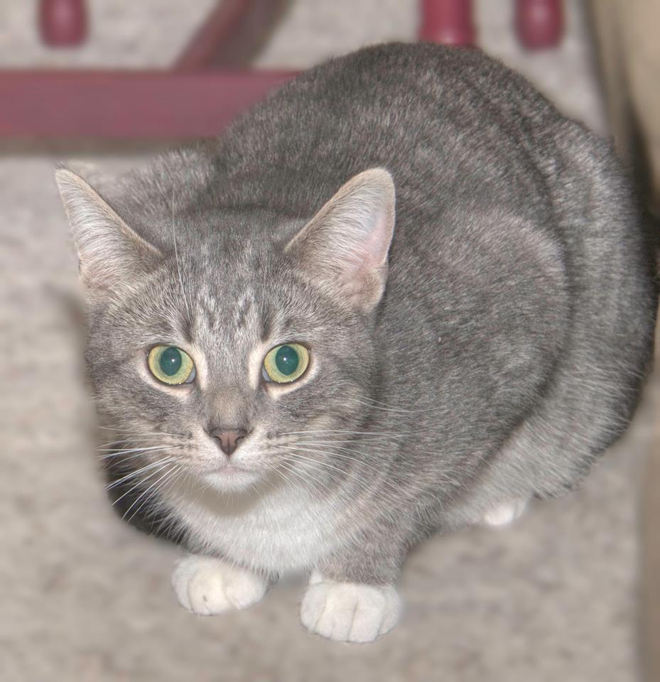 Trento (In Foster Care), a Adoptable Domestic Short Hair in Tomah, WI image 1/10