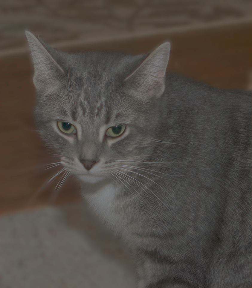 Trento (In Foster Care), a Adoptable Domestic Short Hair in Tomah, WI image 2/10