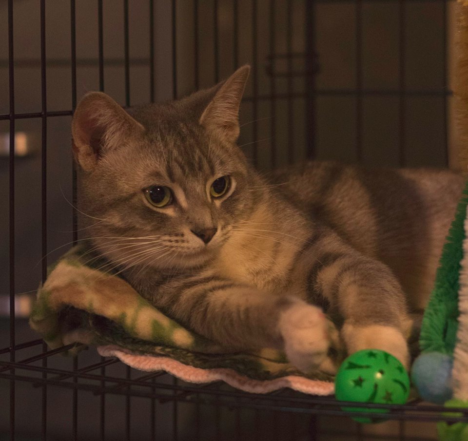 Trento (In Foster Care), a Adoptable Domestic Short Hair in Tomah, WI image 3/10