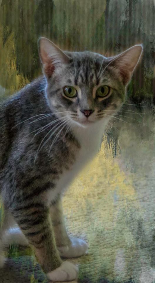 Trento (In Foster Care), a Adoptable Domestic Short Hair in Tomah, WI image 4/10