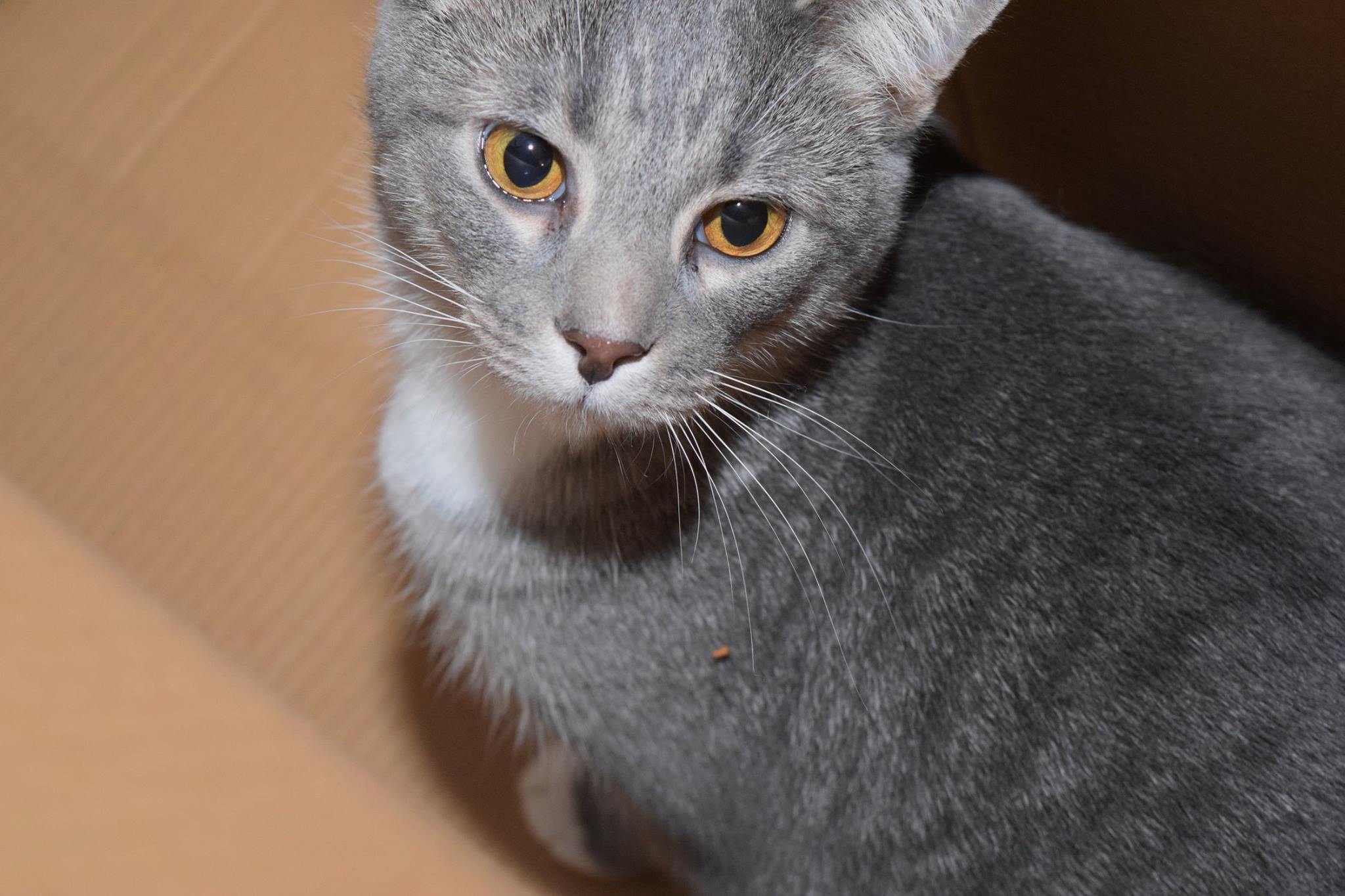 Trento (In Foster Care), a Adoptable Domestic Short Hair in Tomah, WI image 5/10