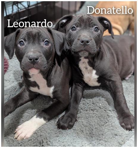 Donatello, Adopted, Puppy Male Labrador Retriever & Pit Bull Terrier.