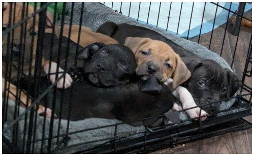 Donatello, a Adopted mixed breed in Oak Ridge, TN image 2/3