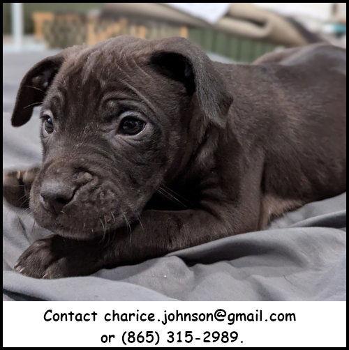 Donatello, a Adopted mixed breed in Oak Ridge, TN image 3/3