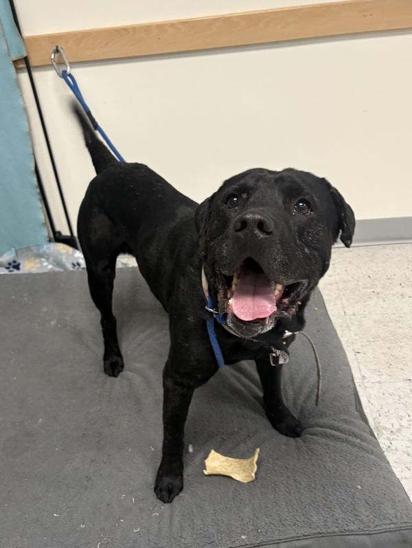 Enlarge *Metro*, a Adoptable mixed breed in Salt Lake City, UT image 1/1