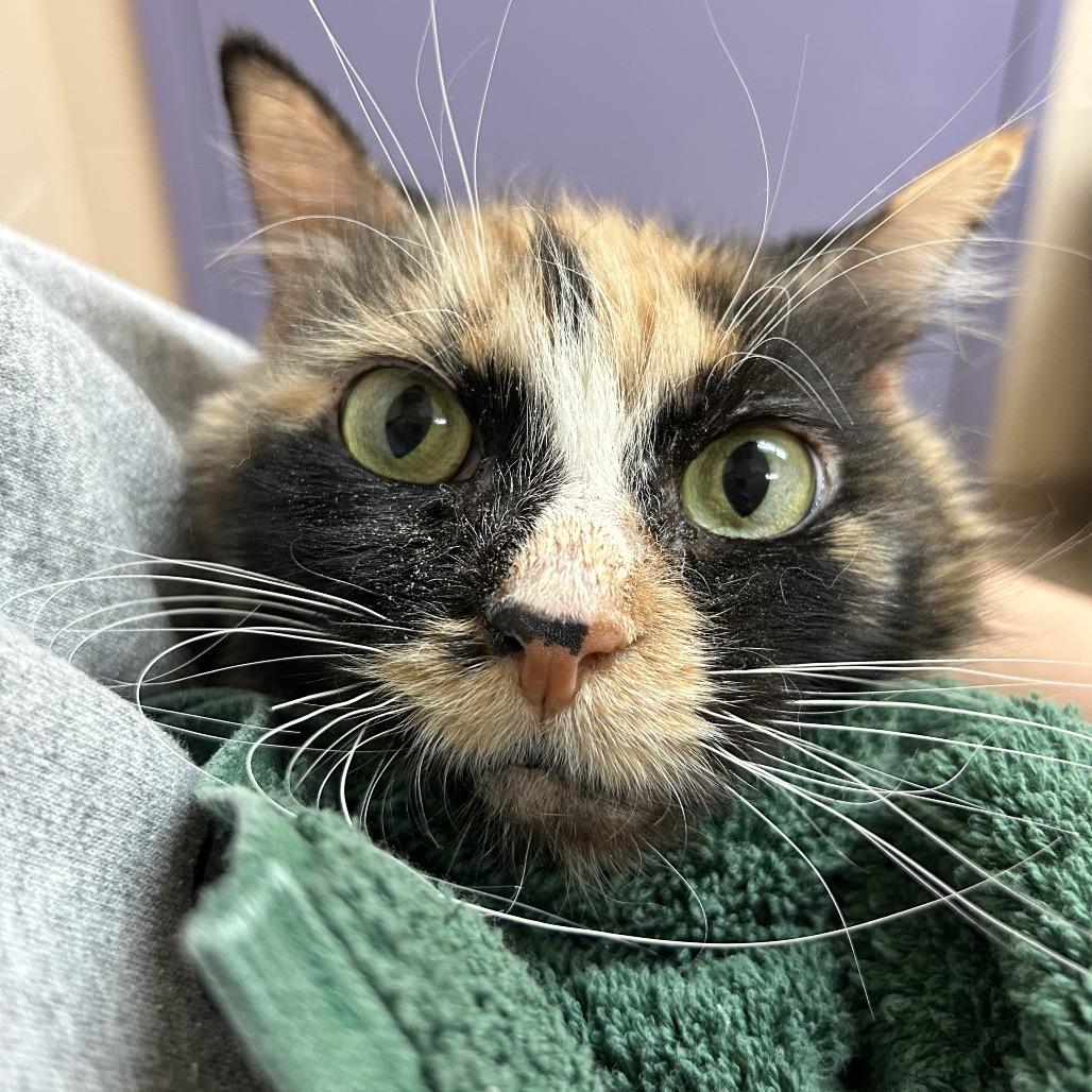 Enlarge Charity, a Adoptable Domestic Short Hair in Pittsburgh, PA image 1/4