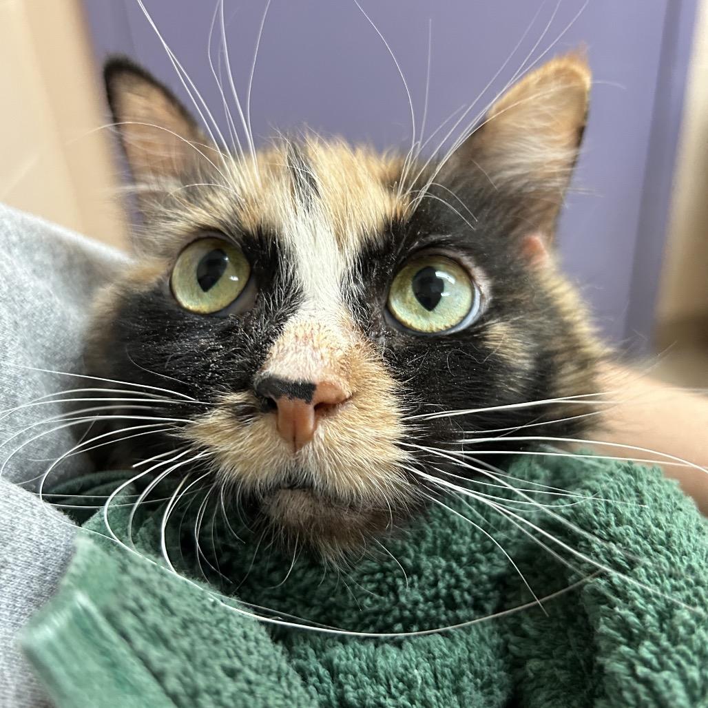 Enlarge Charity, a Adoptable Domestic Short Hair in Pittsburgh, PA image 2/4