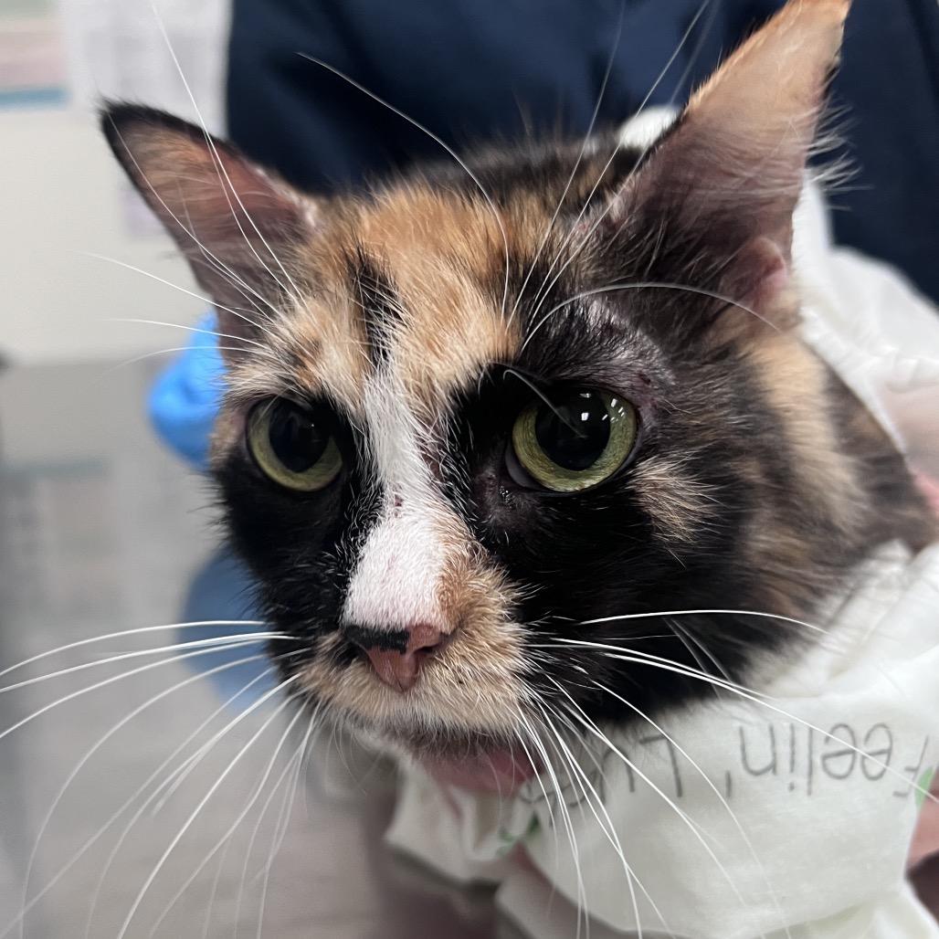 Enlarge Charity, a Adoptable Domestic Short Hair in Pittsburgh, PA image 3/4